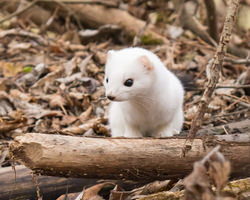 野生のオコジョ